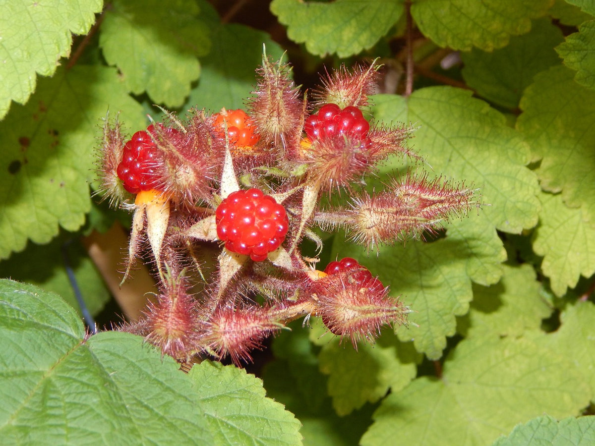Framboisier du japon (Rubus phoenicolasius)