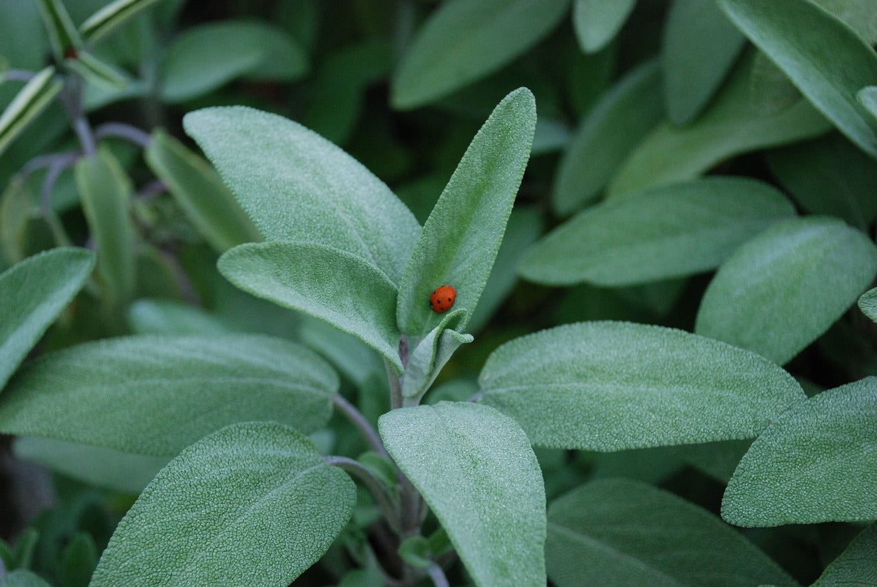 Sauge (Salvia officinalis)