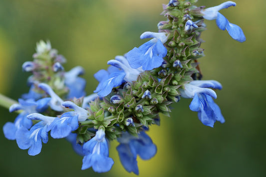 Sauge des marais (Salvia uliginosa)
