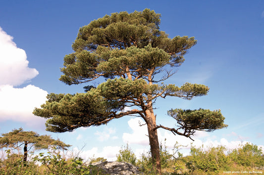 Pin parasol de semis (Pinus pinea)
