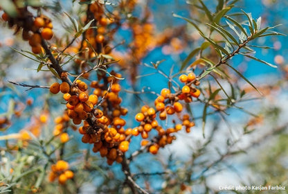 Argousier de semis (Hippophae rhamnoides)