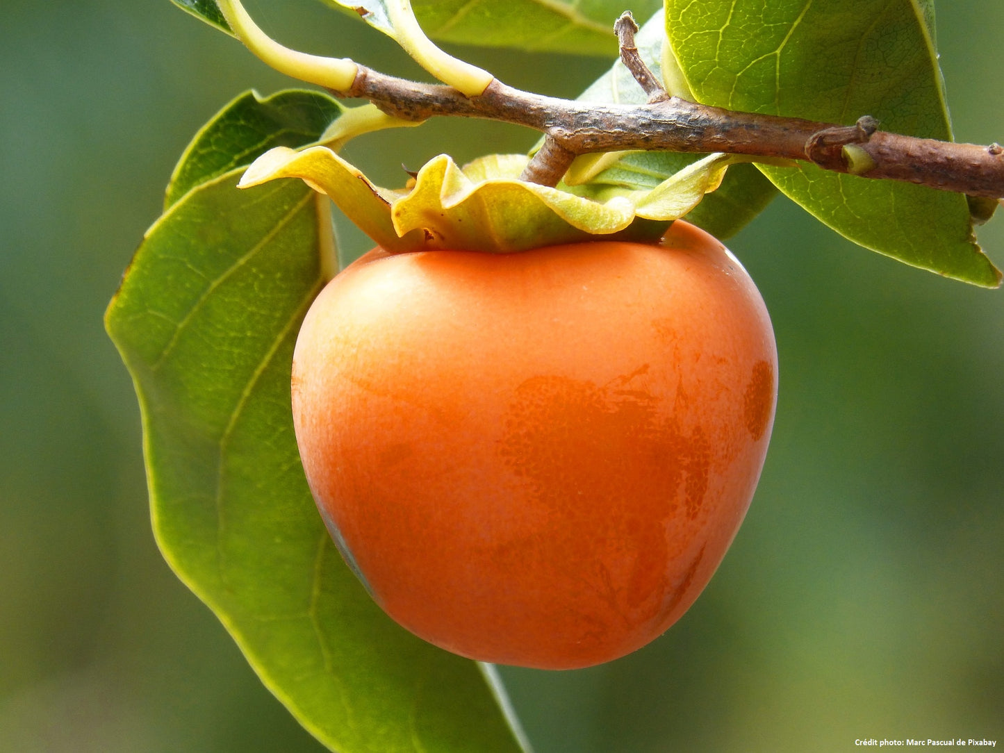 Kaki "sharoni" (Diospyros lotus)