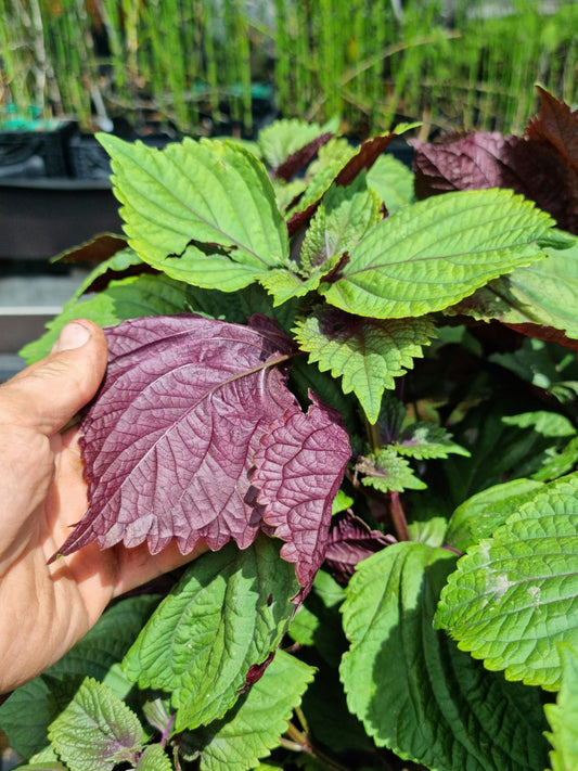 Shiso bicolore // Pérille de Nankin (Perilla frutescens)