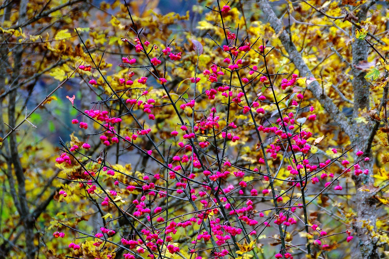 Fusain d'Europe (Euonymus europaeus)