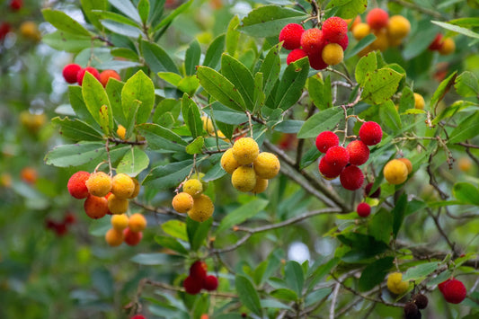 Arbousier "compacta" (Arbutus unedo)