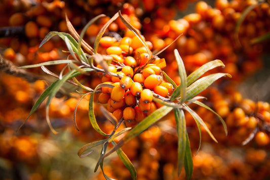 Argousier femelle 'Krasavice' // 'Krasavitsa Nechernozemya' (Hippophae rhamnoides)