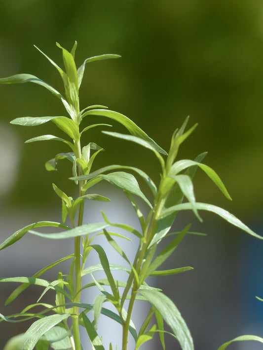 Estragon (Artemisia dracunculus)