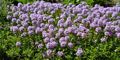 Thym vulgaire (thymus vulgaris)