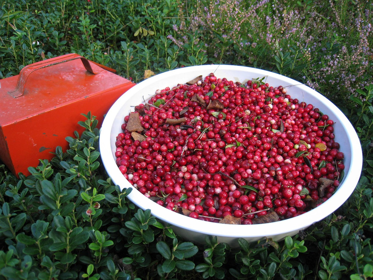 Airelle (Vaccinium vitis-idaea)