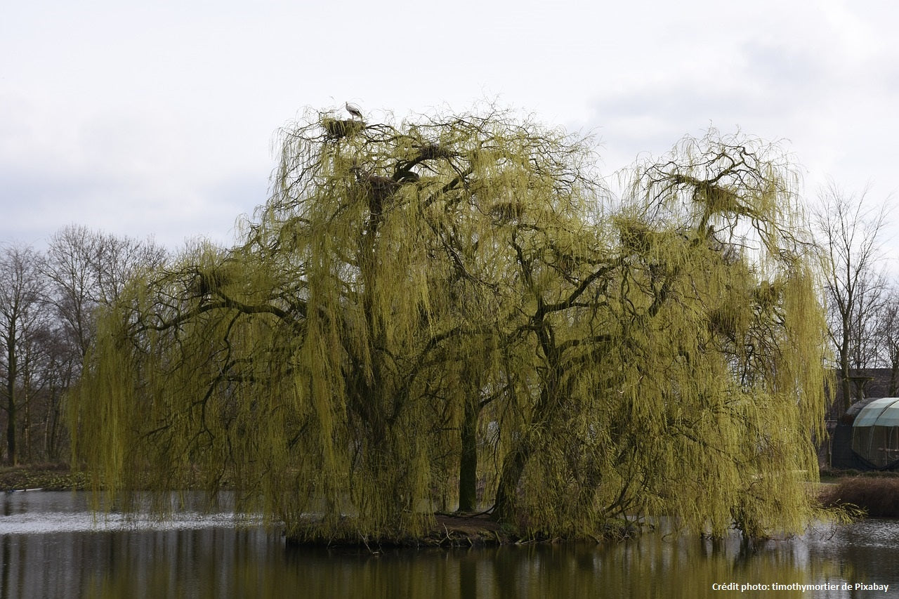 Saule pleureur (Salix alba tristis)