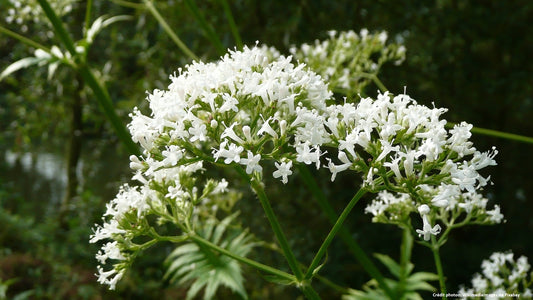 Valériane officinale (Valeriana officinalis)