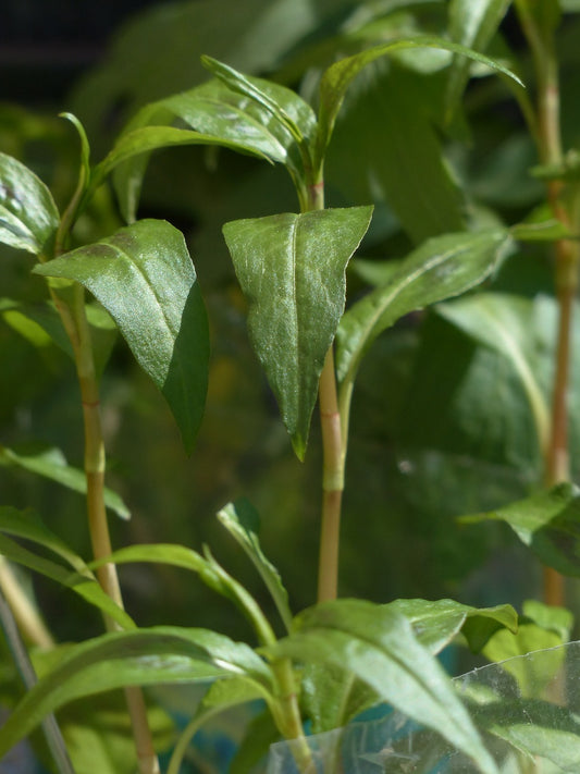 Coriandre vietnamienne// Rau ram (Persicaria odorata)