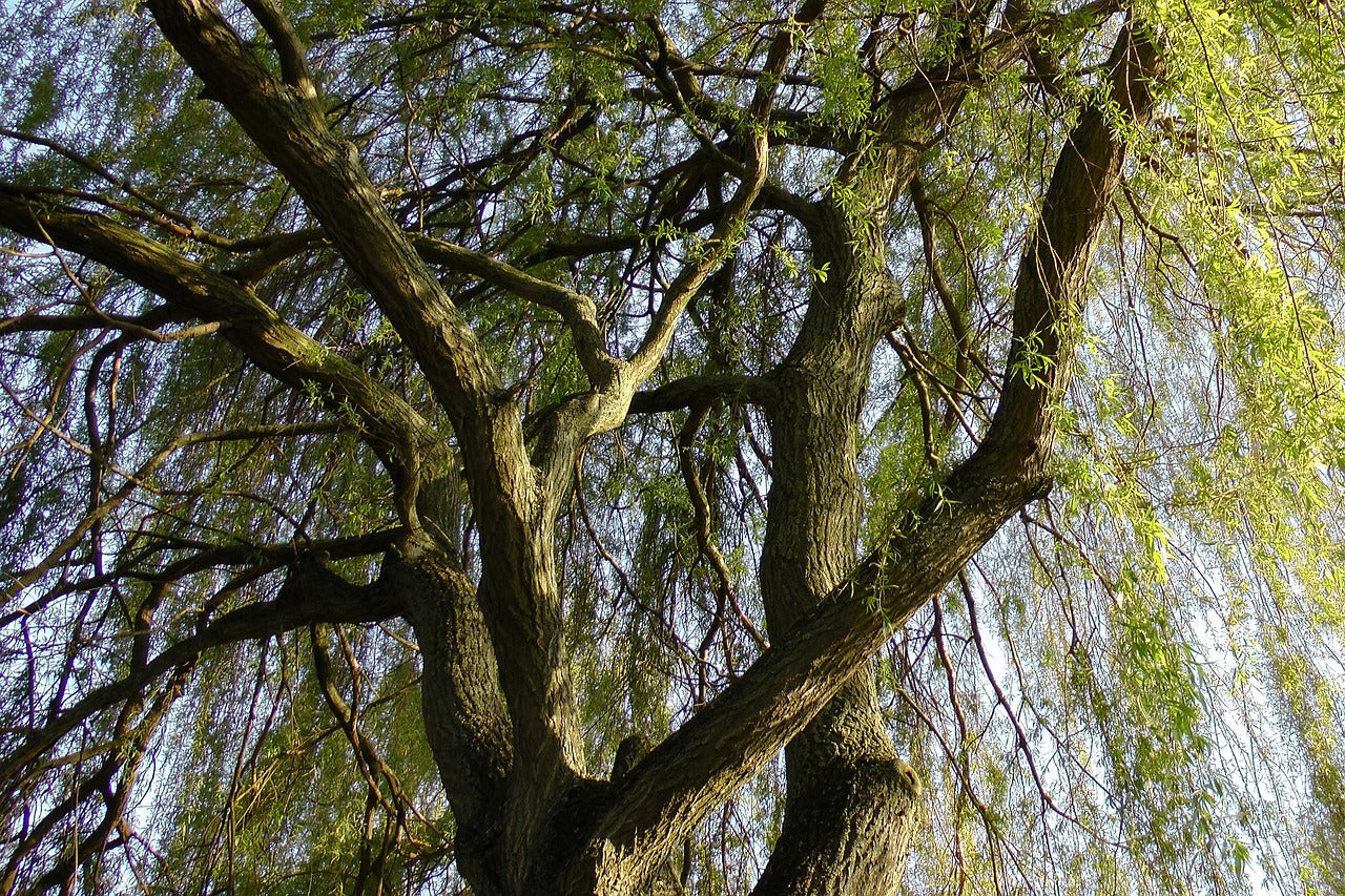 Saule pleureur (Salix alba tristis)