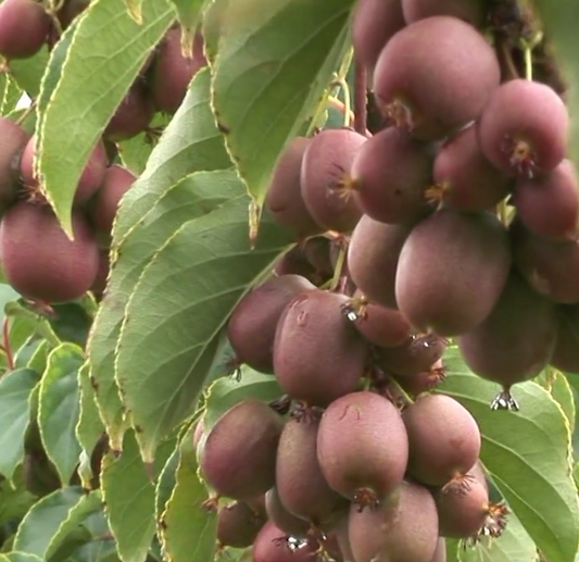 Kiwaï 'Weiki plus' femelle  // kiwi de sibérie (Actinidia arguta)