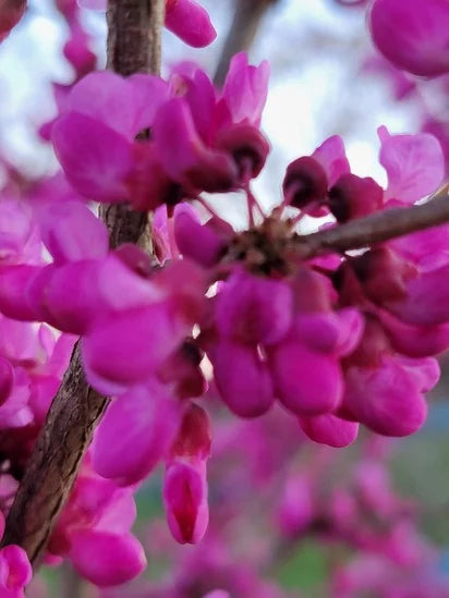 Arbre de judée (Cercis siliquastrum)