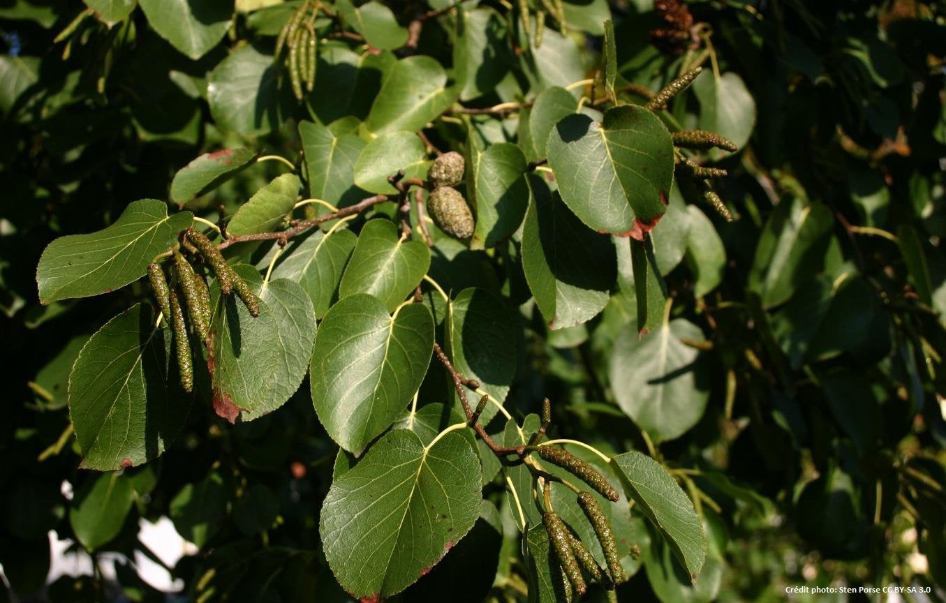 Aulne de corse (alnus cordata)