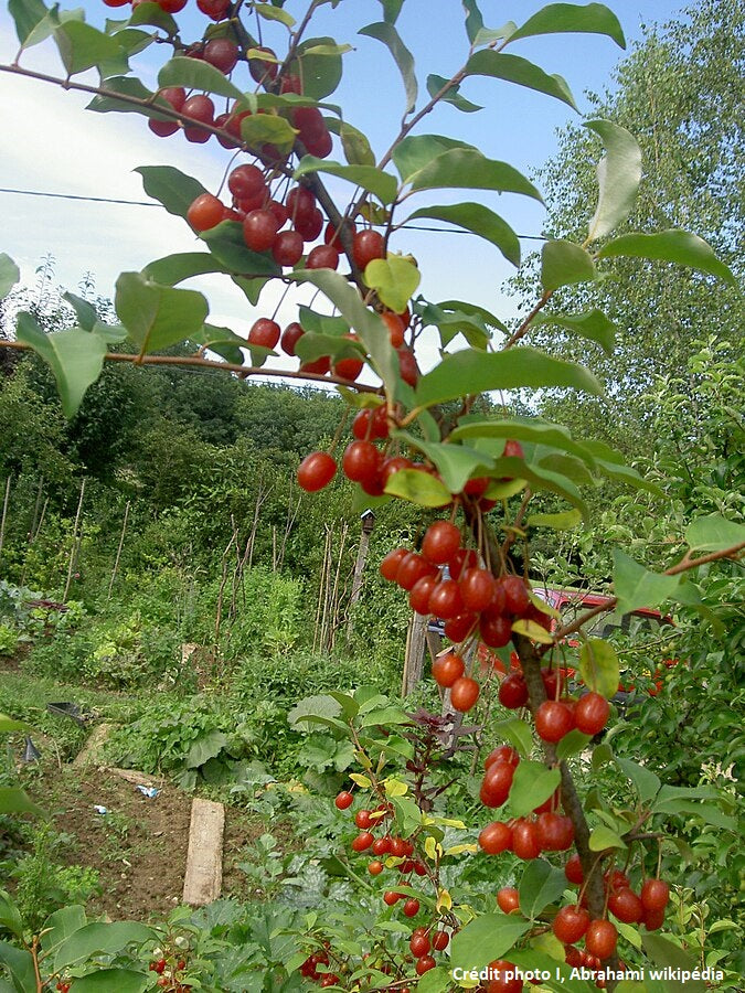 Goumi du japon (Elaeagnus multiflora)