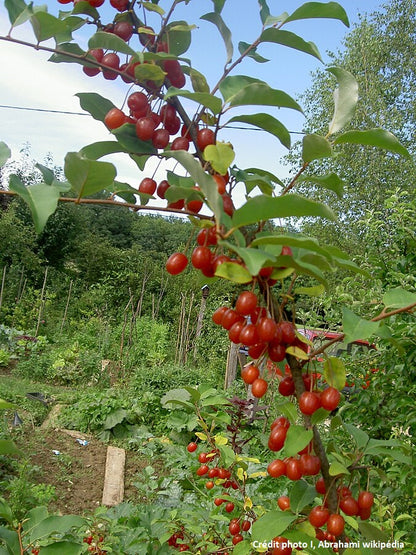 Goumi du japon (Elaeagnus multiflora)