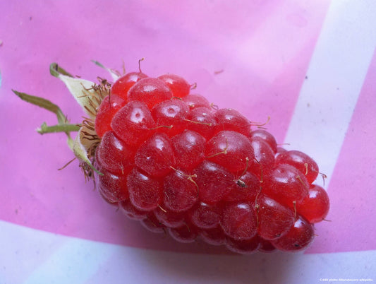 Mûre-Framboise (Mûroise) Tayberry