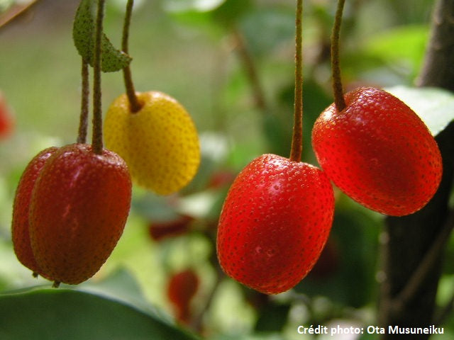 Goumi du japon (Elaeagnus multiflora)