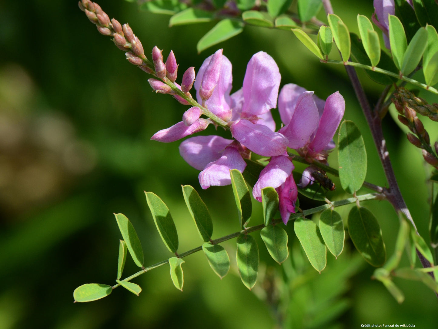 Indigotier (indigofera gerardiana)