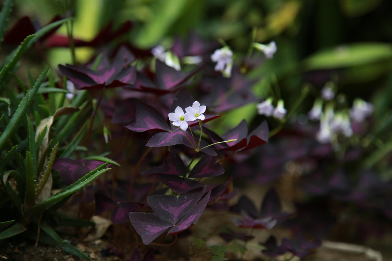 Oxalis pourpre (Oxalis triangularia purpurea)