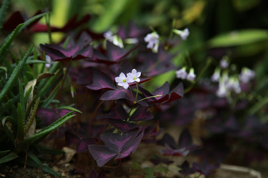 Oxalis pourpre (Oxalis triangularia purpurea)