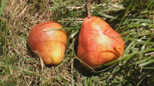 Poirier "William rouge"