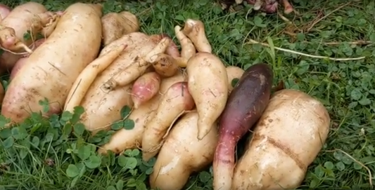 Yacon// poire de terre (smallanthus sonchifolius)