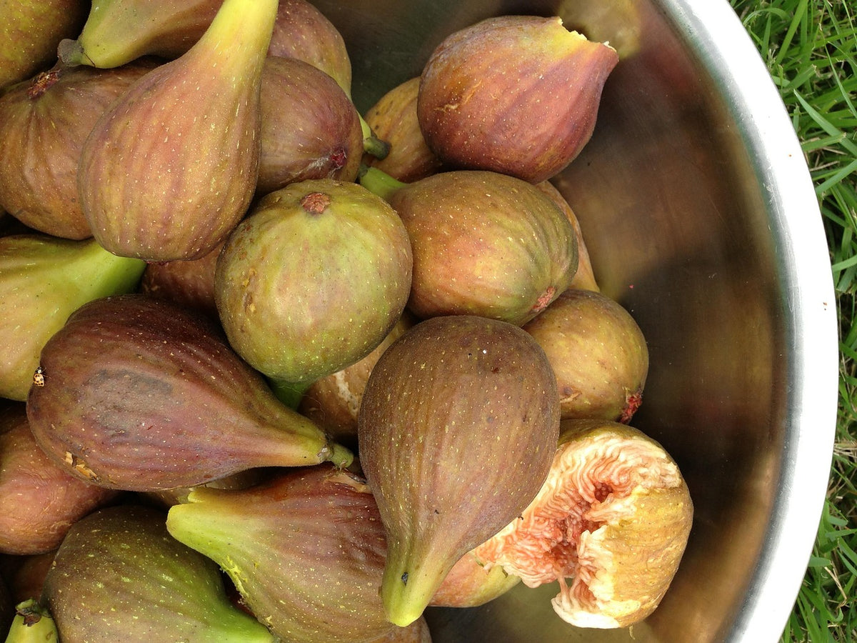 Figuier 'Castle kennedy' (ficus carica)